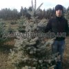 ель голубая